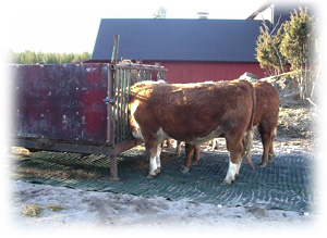 V�lkommen in! - klicka p� bilden! (41 kB)